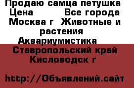 Продаю самца петушка › Цена ­ 700 - Все города, Москва г. Животные и растения » Аквариумистика   . Ставропольский край,Кисловодск г.